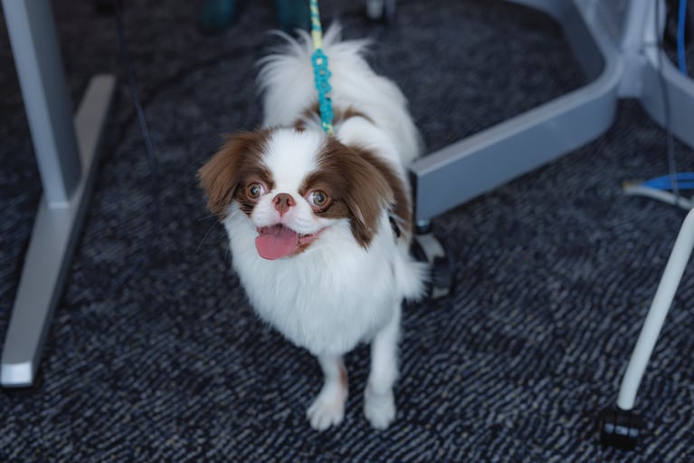 この日、別の社員が同伴していた琥太朗くんも一緒にランチ。ドロンパくんと仲良く触れ合う様子も。