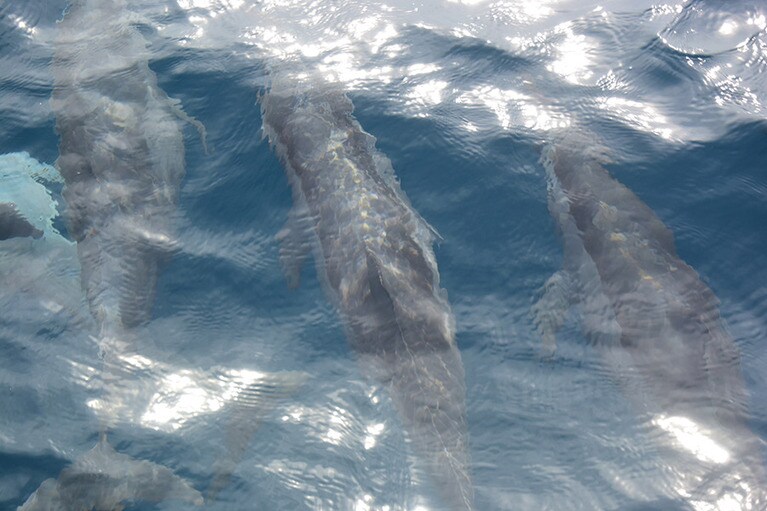 ボートの舳先をすり抜けるように泳ぎ、時折ジャンプするイルカたち。