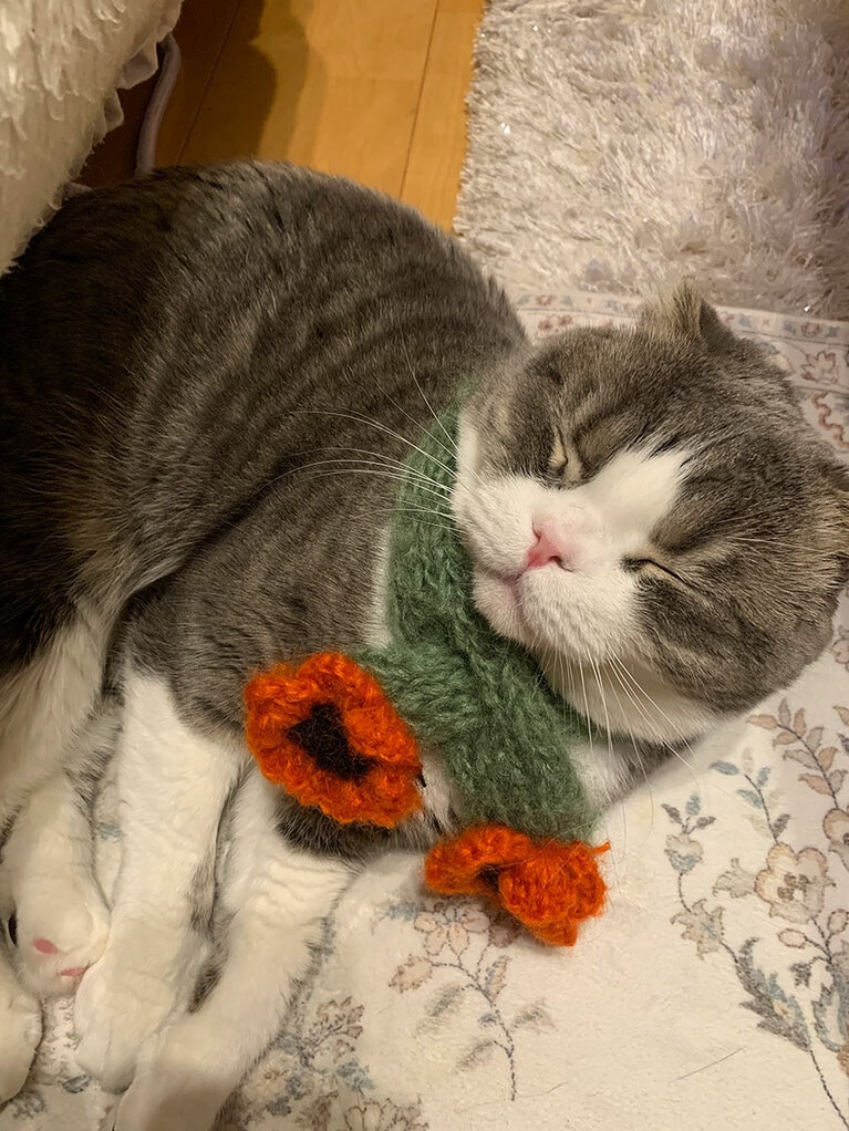 ネオ ♂ 2歳。やっとマフラーを編み上げて着けてお写真を撮ってたら眠ってしまった時のお写真です（ネオたんママさん）