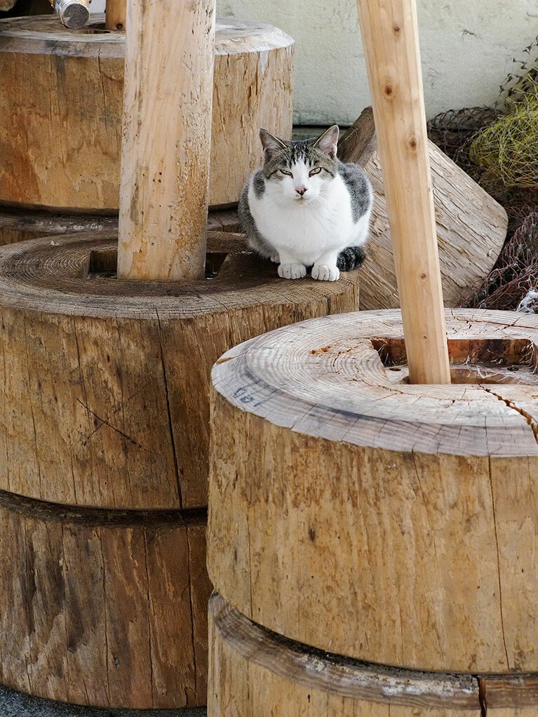 「今年は3年ぶりに『だんじり祭』が通常開催されたみたいなのニャ♪ 下僕たちも嬉しそうだったのニャ♪♪」