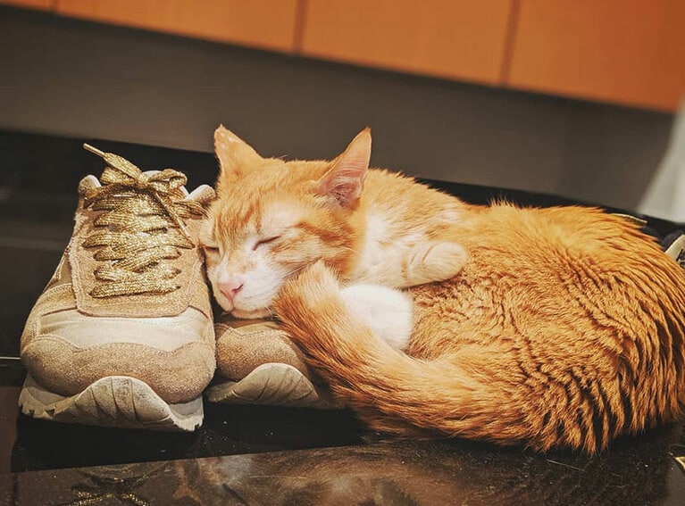 【天竺鼠・川原さん】うちの子ベストショット③「俺様の靴の上で寝るのが大好き。一度だけ間違えて大久保くんを履いて仕事いきました」