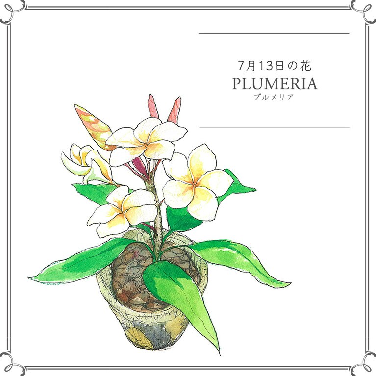 7月13日の花「プルメリア」