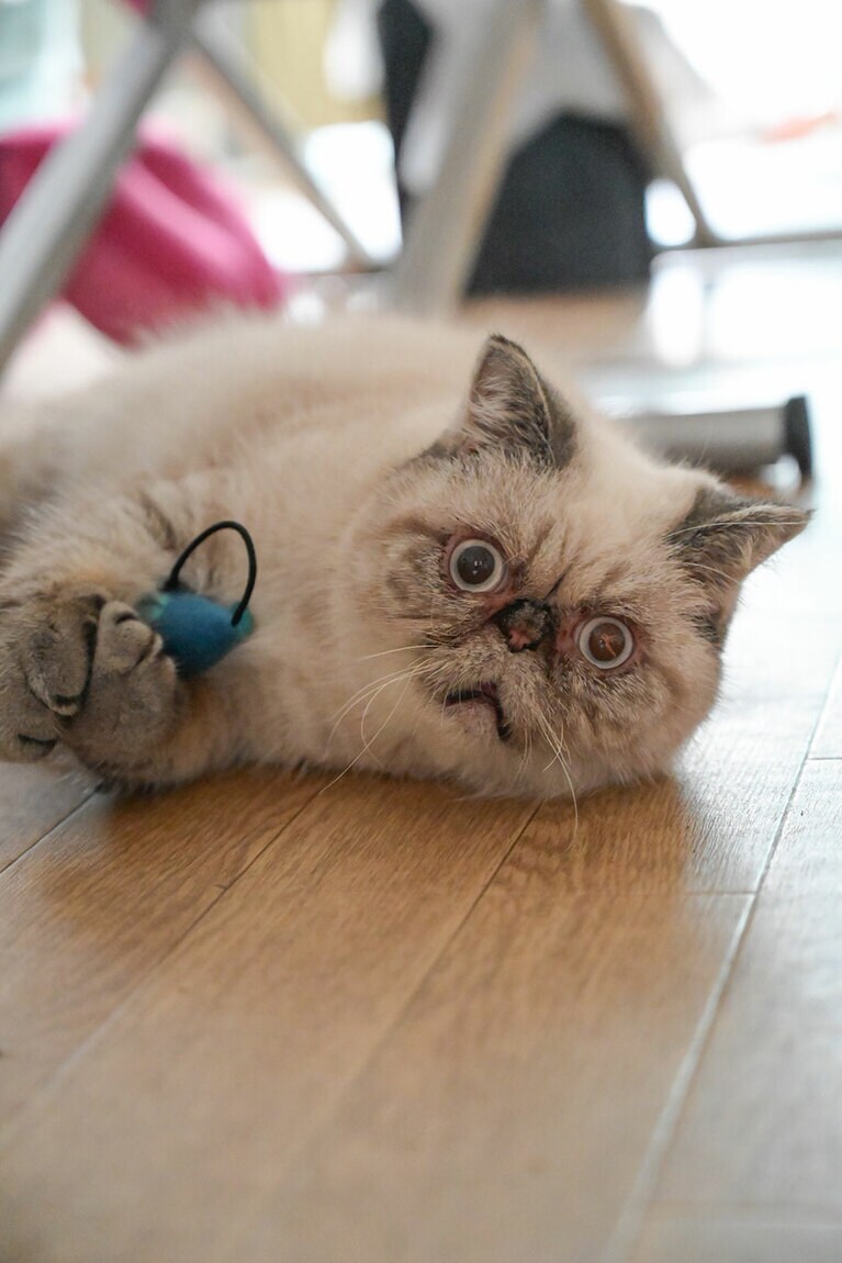 グルマン ♂ 1歳。ドングリおめめの端正な顔立ち 平たい顔族代表のイケメン。