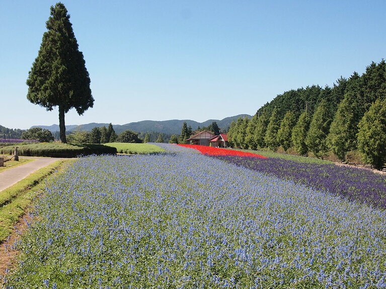 メナード青山リゾートのセージ／三重県