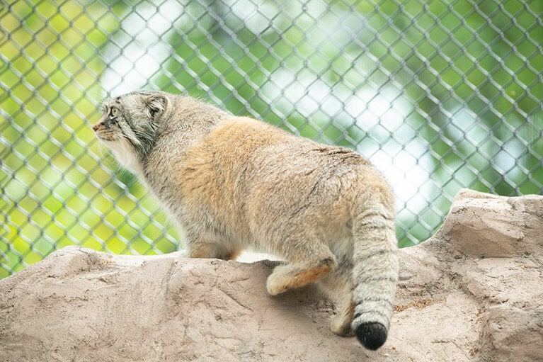 埼玉県こども動物自然公園のマヌルネコ。