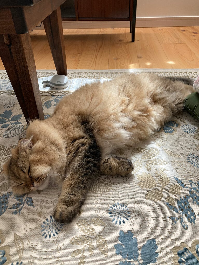 マリー ♀ 1歳。暖かい日差しの中でスヤスヤ眠る寝姿が癒しです（まりらぶさん）