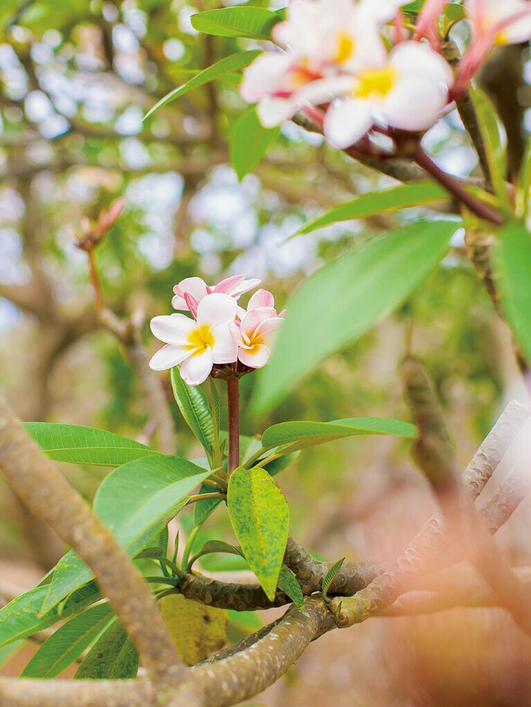 レイによく使われるプルメリア。