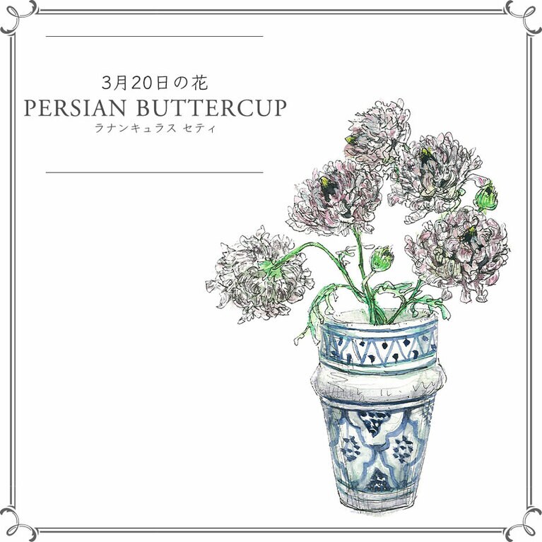 3月20日の花「ラナンキュラス セティ」