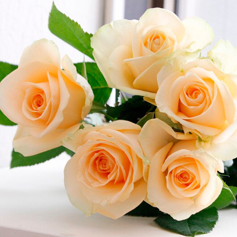 ピーチアバランチェ＋。