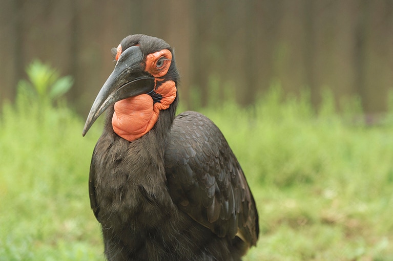 ミナミジサイチョウ。鳥類ですが、飛翔距離は短く、いつも地面を歩いています。夜は天敵に襲われないよう木の上で寝るそう。