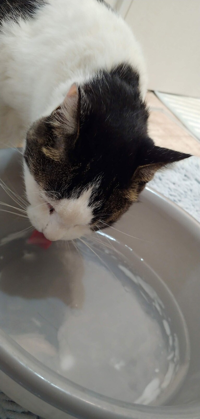 食いしん坊 ♀ 7歳。やっぱりお水はこれくらい飲まないとダメね！(飲みきれないけどw)