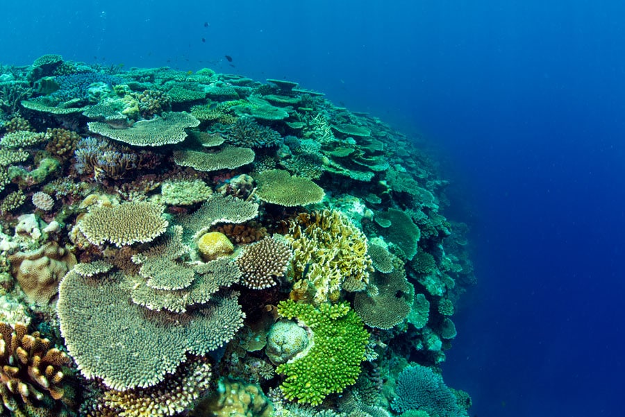 珊瑚保全に取り組む「チーム美らサンゴ」には、2003年の立ち上げから深く携わっています。