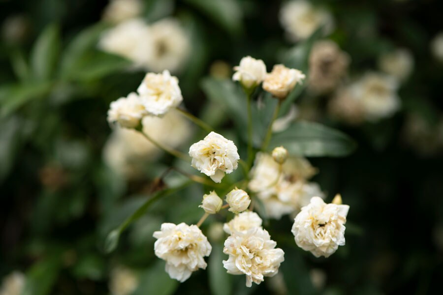 キモッコウバラ：中国原産。常緑低木。花は小さく八重咲きで純白。房状に集まって咲きます。