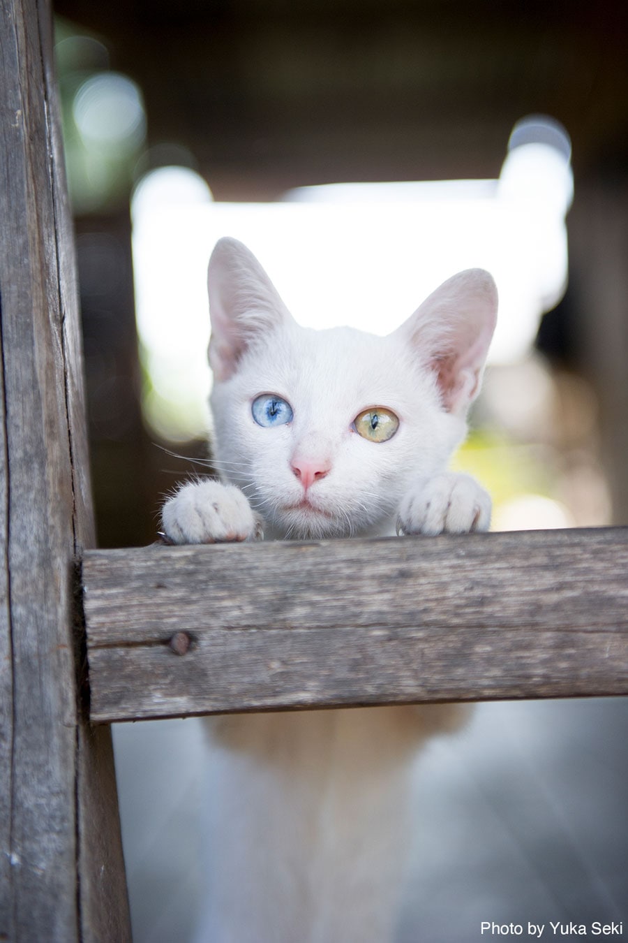 【ねこ助篇】オッドアイの白猫ちゃん。2009年12月、ラオスで撮影。