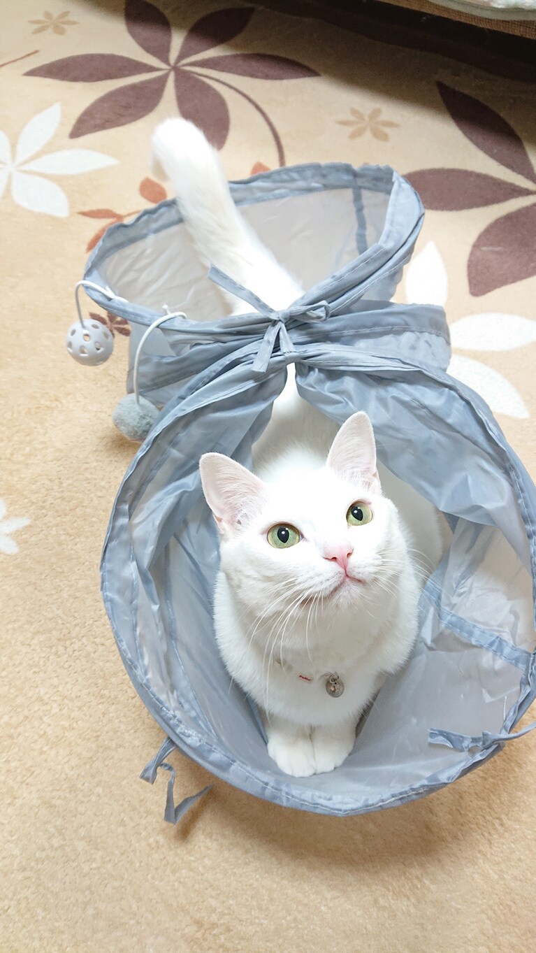 ミルク ♀ 4歳。「遊んでくれる？」って待ってるところです。