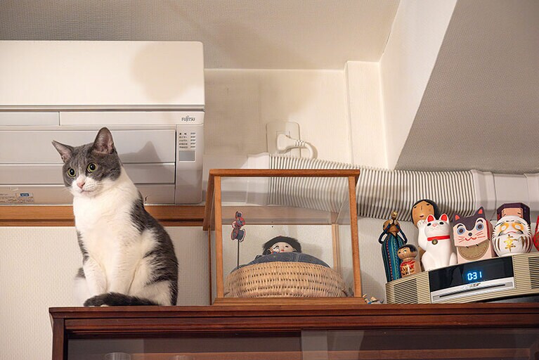 ぐり ♂ 9歳。いつもかわいい（sugitacoさん）