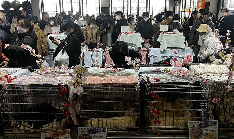猫好き上級者がこんなにたくさん集った！　並ぶケージの中に、シャーシャー猫たちがいます。