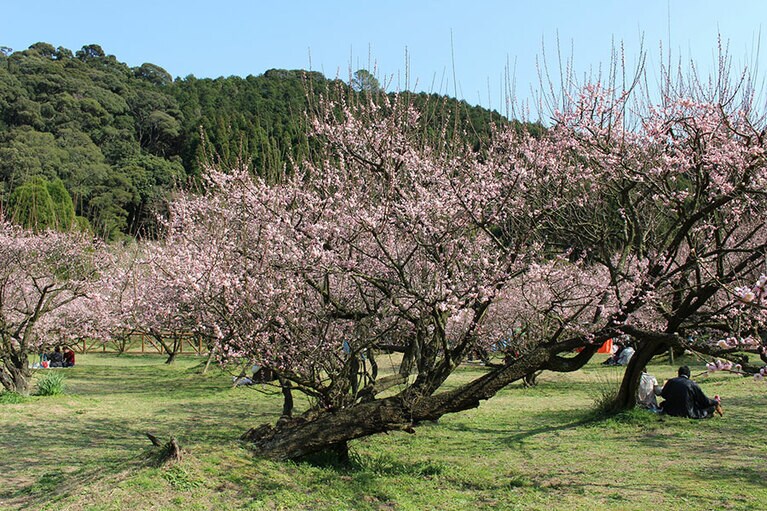 藤川天神の臥龍梅。写真協力：公益社団法人　鹿児島県観光連盟