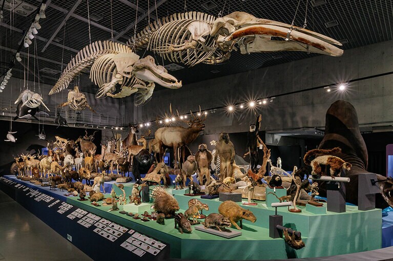 会場内の哺乳類大行進。撮影：山本倫子。