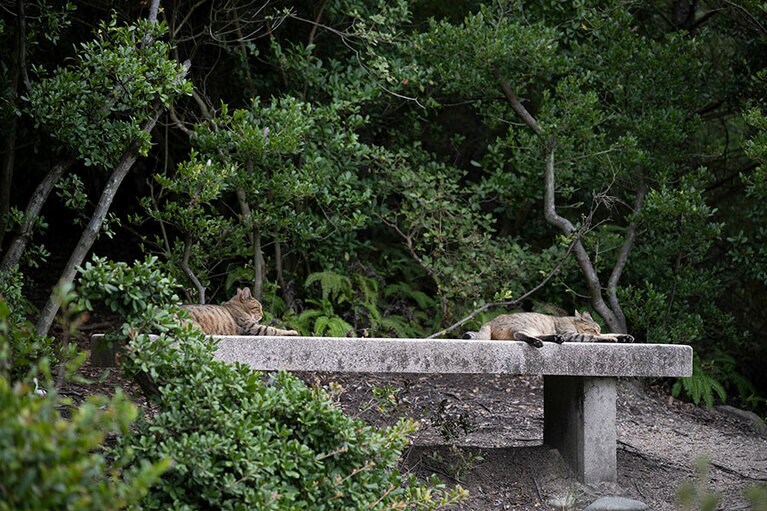 遊歩道ではネコものんびり過ごしている。