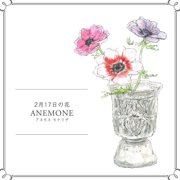 2月17日の花「アネモネ モナリザ」