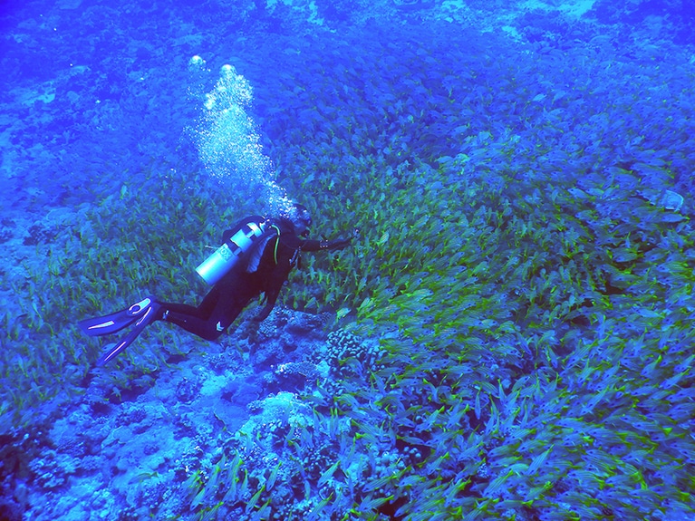 水中はマティスのブルーのよう。魚の群れの密度と大きさにもびっくり！