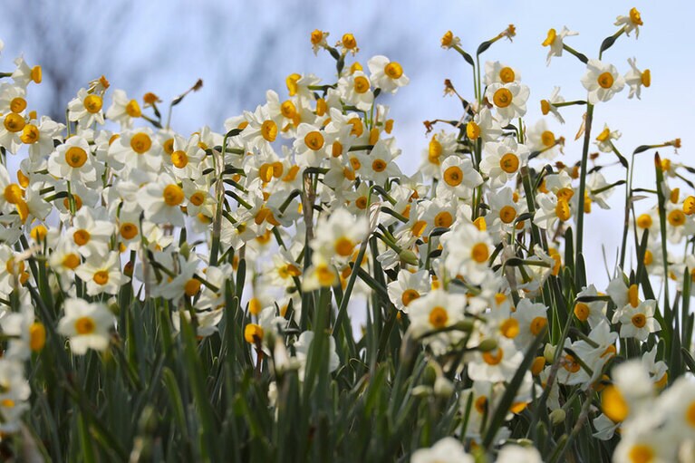 【大阪府】千早赤阪村 スイセンの丘。