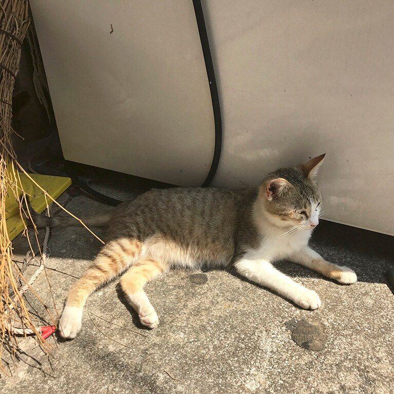 おんなちゃん ♀ 8歳。沖縄県の恩納村で出会ったねこちゃんです。オスメスも本当はわかりません…。