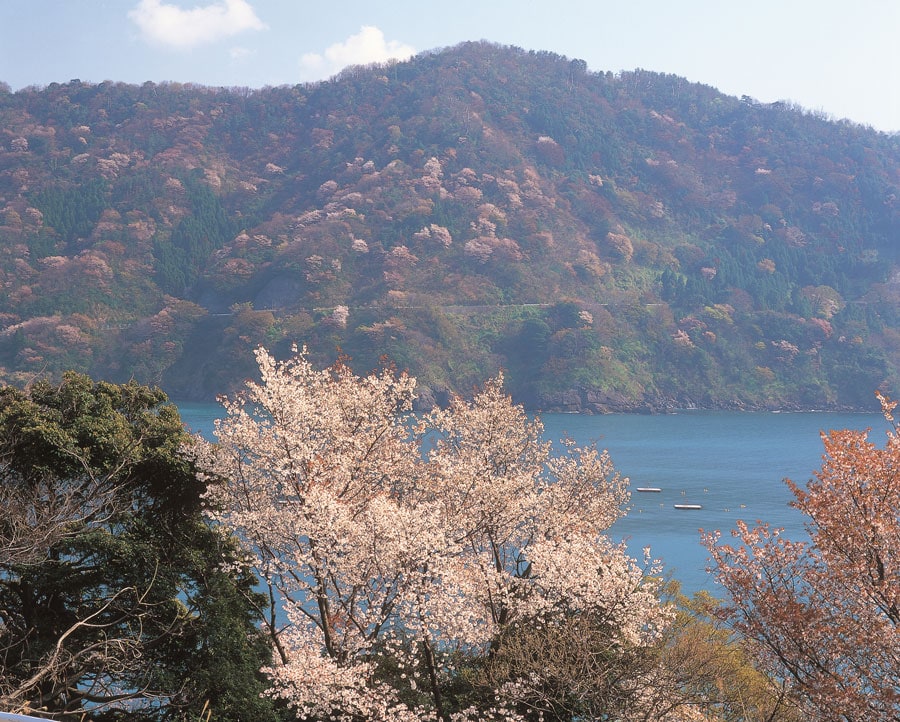 神子の山桜／福井県