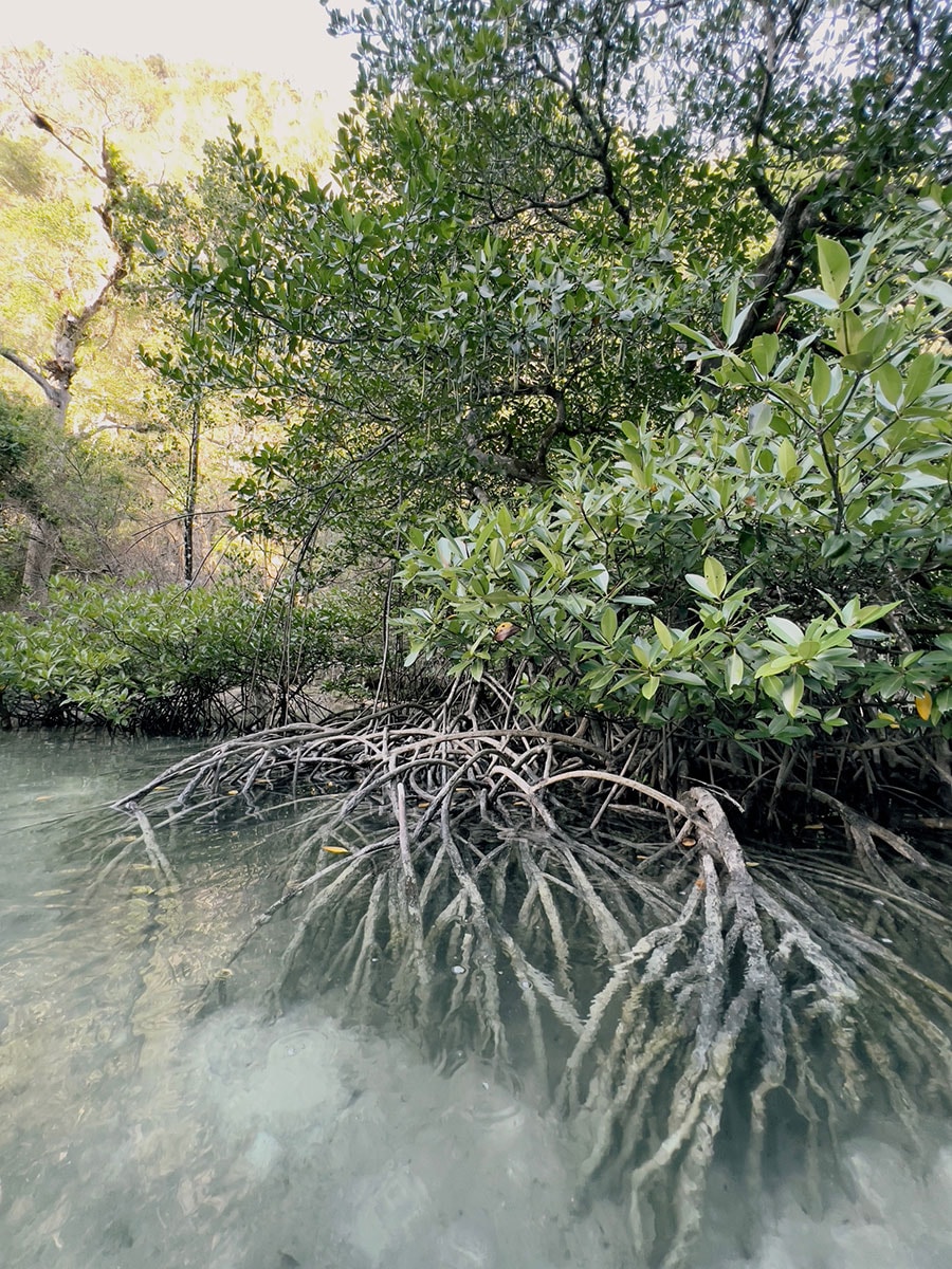 マングローブ林の根の周りは小さな生き物たちの住処となっている。