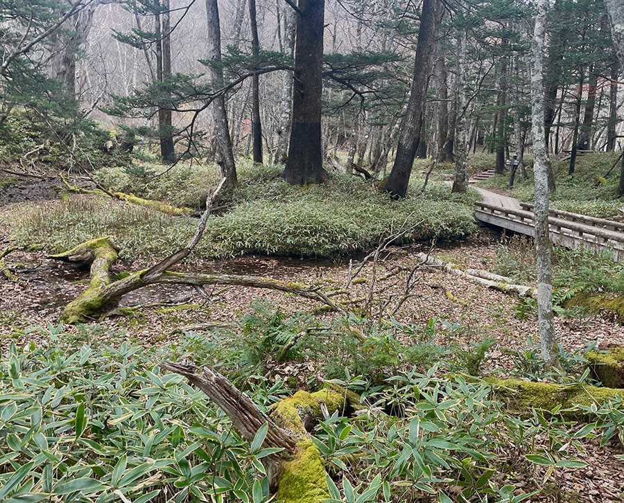 湯滝まであと少し。川沿いの苔に覆われた倒木たちが、どこか神秘的な雰囲気を漂わせています。