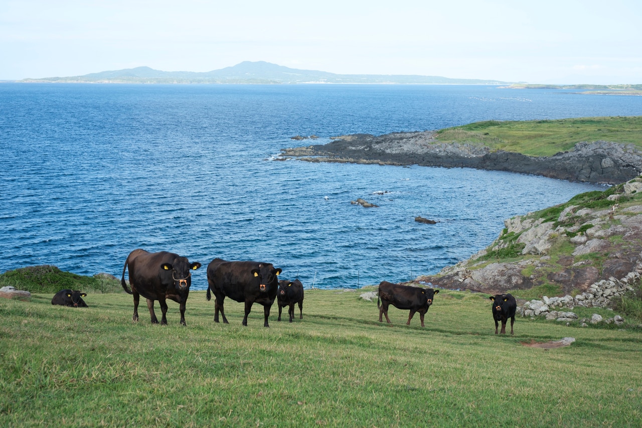 牛が放牧されている牧草地。