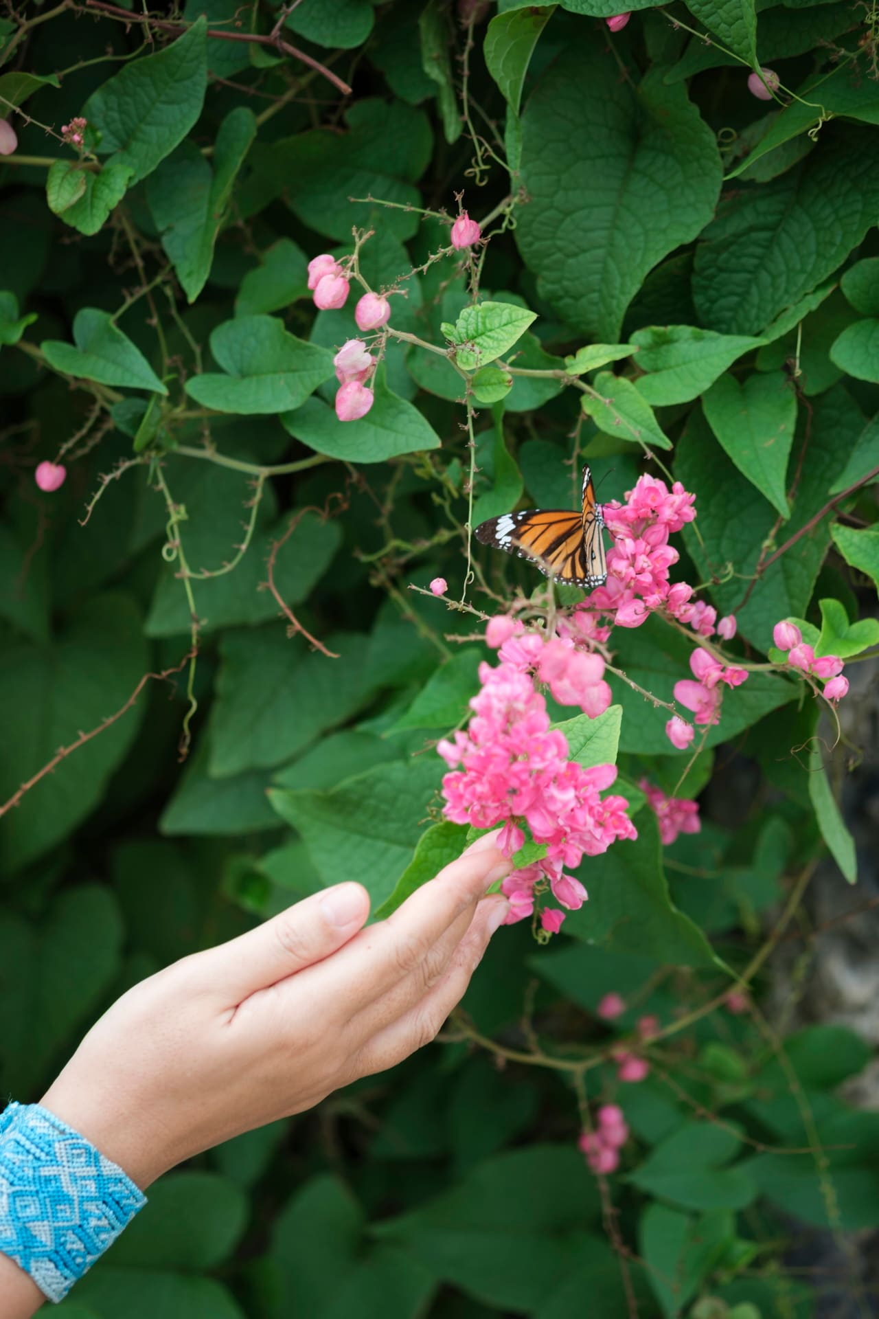 客室正面には色鮮やかな花や樹木が植えられ、目を楽しませてくれる。