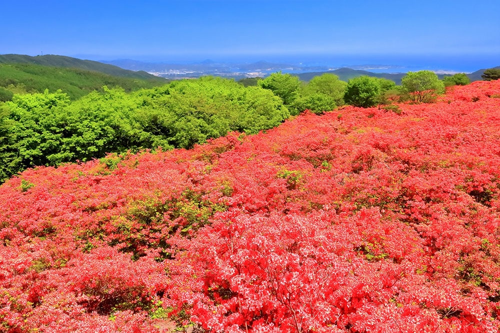 徳仙丈山のツツジ。