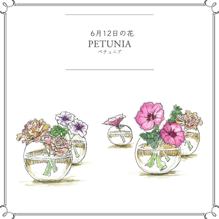 【6月12日の花】ペチュニア