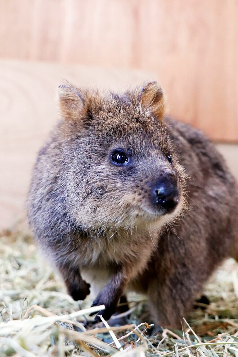編集部HとFはロットネスト島旅行を計画していました。