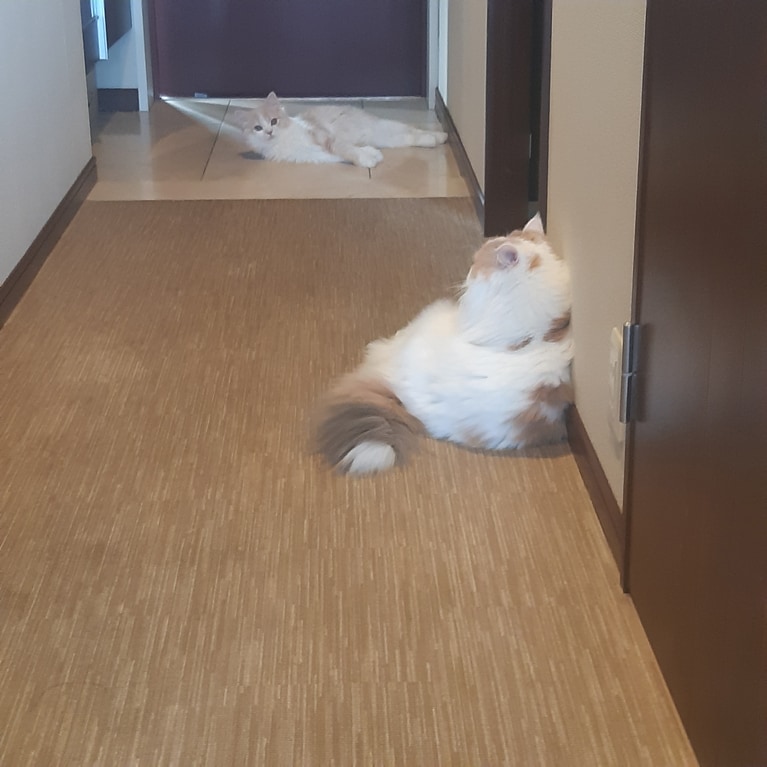 ヴィヴィアン ♀ 4歳。「歴代の猫では、有り得ない座り方をする猫です」（飼い主さんより）。