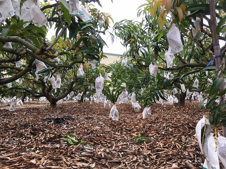 想像と違った紙に包まれたマンゴーがたわわに実るマンゴー畑。