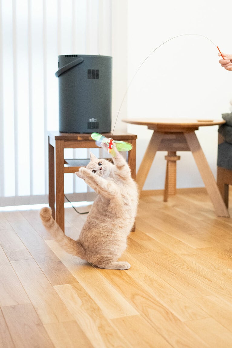 もなこ ♂ 0歳。もなは0歳の男の子。遊ぶのが大好き（むっちーさん）