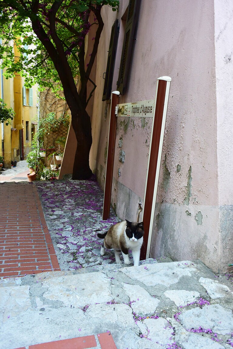 ラ・チュービーの旧市街。路地裏にネコたちのたまり場が。