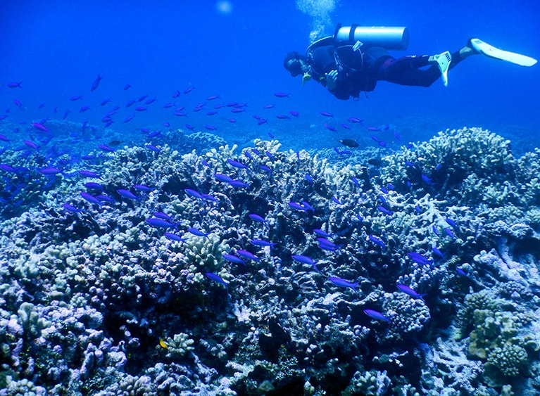 北ファカラバは、サンゴも元気いっぱい。