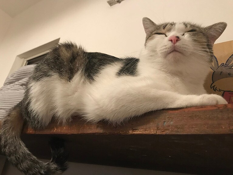 もーちゃん ♀ 2歳。そんな際どい所で寝なくても。