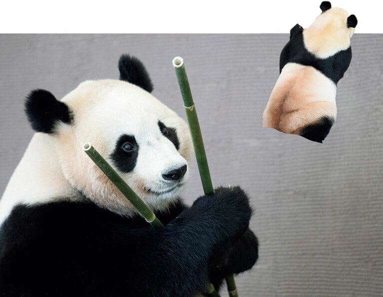 【楓浜（ふうひん）メス／3歳】パンダは単独で暮らす動物。楓浜は2022年4月に母親の良浜からひとり立ちして、別の施設に移り1頭での生活をスタート。すくすく成長中。パーク内にはパンダの飼育施設が2カ所ある。