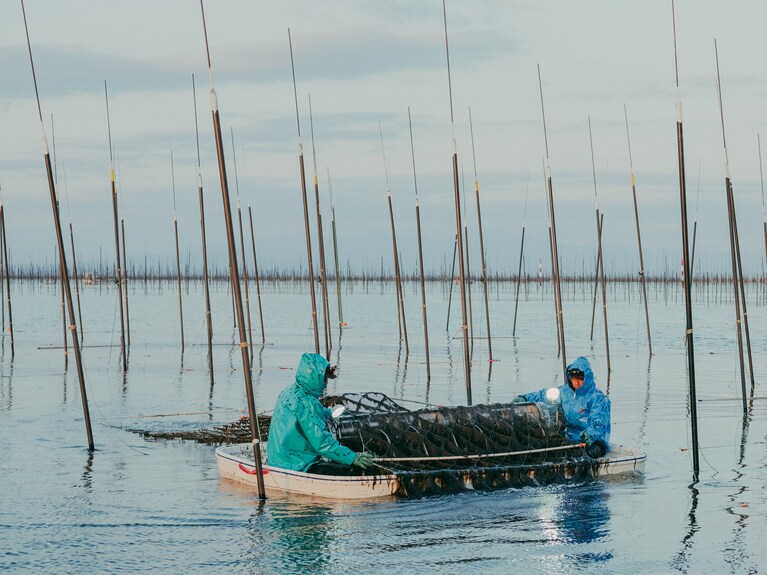2024.3.9 福岡県柳川市 皿垣開漁港。まだまだ冷たい海水の中での、息のあった連携作業。