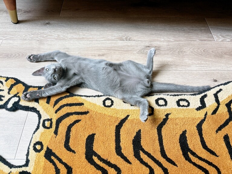 きりん ♂ 6カ月。ひっくり返って人間のように寝ていることが多いです（ひゅーまんさん）