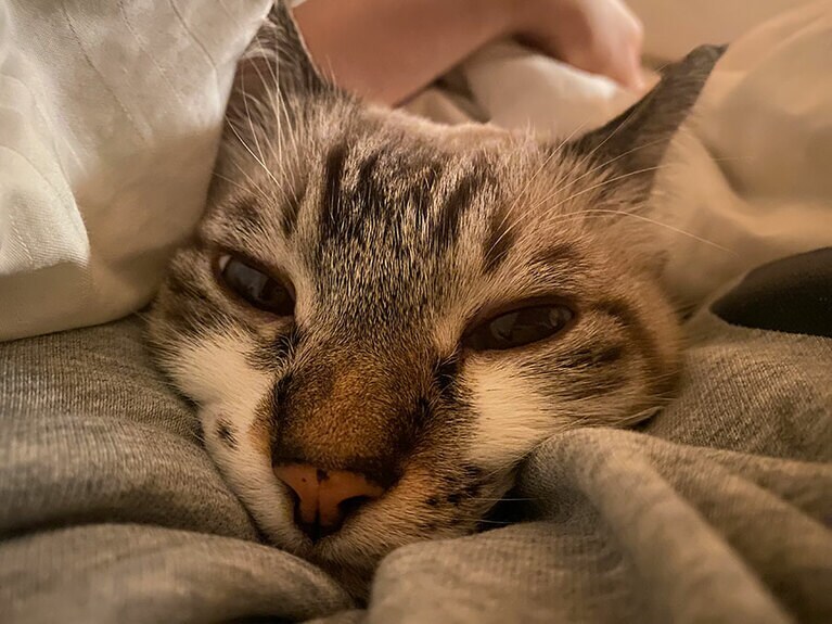 くー オス 8歳。島根県の道路にいた子猫が拾われて大人に。人間ママの腕の中で思い切り甘えるくーさん。たまらん（ねこらぶさん）。