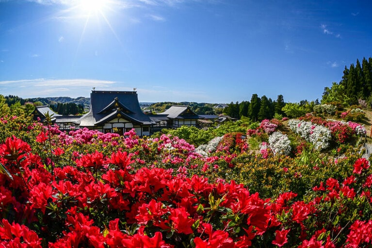 倶利迦羅不動寺 西之坊鳳凰殿のツツジ。