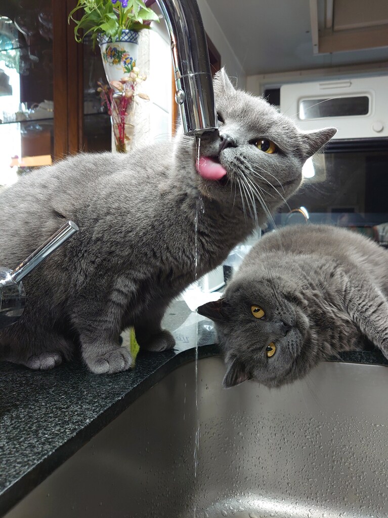 ルナ(月)とステラ(星) ともに♂ 4歳。