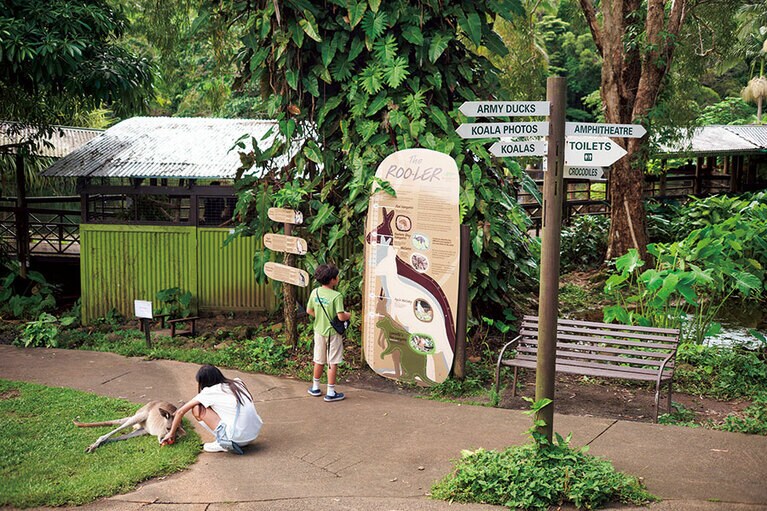 カンガルーやワラビーはケージレスで触れ合える。
