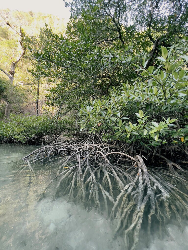 マングローブ林の根の周りは小さな生き物たちの住処となっている。